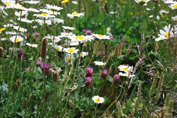 wildflower mat 2